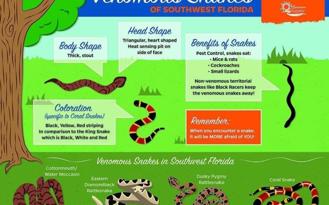 Venomous Snakes in Florida