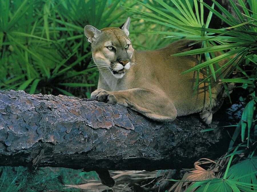 How You Can Protect Wildlife in Lee County